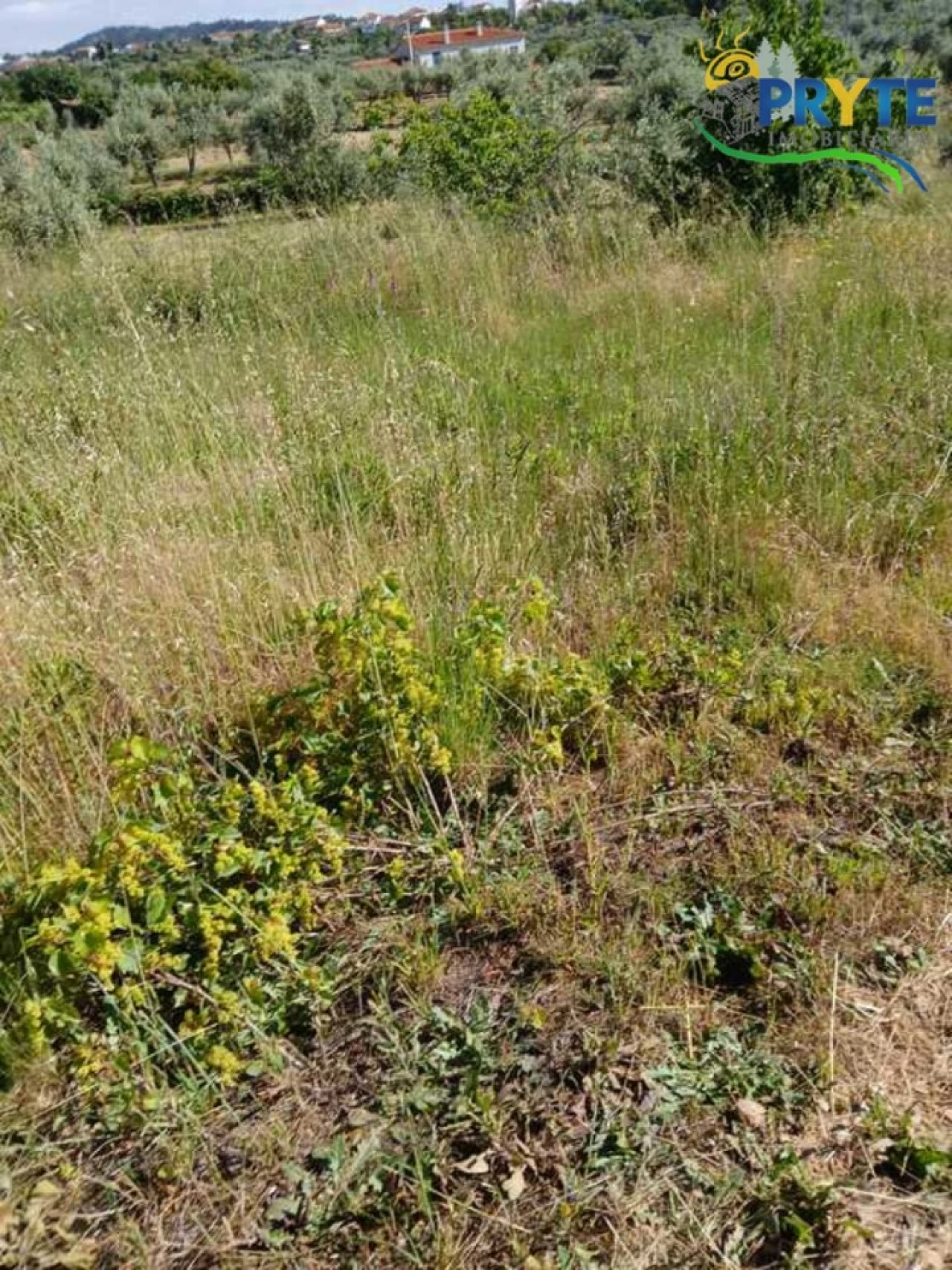 Terreno para Venda em Montes da Senhora Foto 2