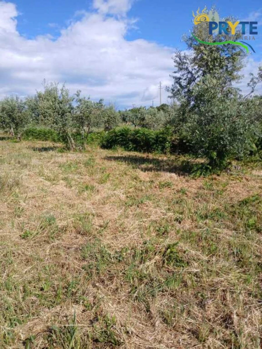 Terreno para Venda em Montes da Senhora Foto 19