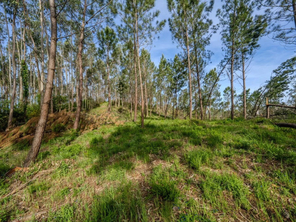 Terreno para Venda em Maceira Foto 4