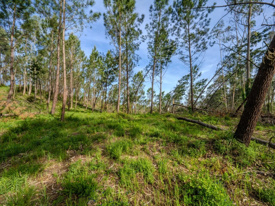 Terreno para Venda em Maceira Foto 5