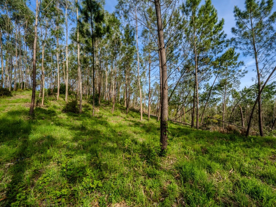 Terreno para Venda em Maceira Foto 7