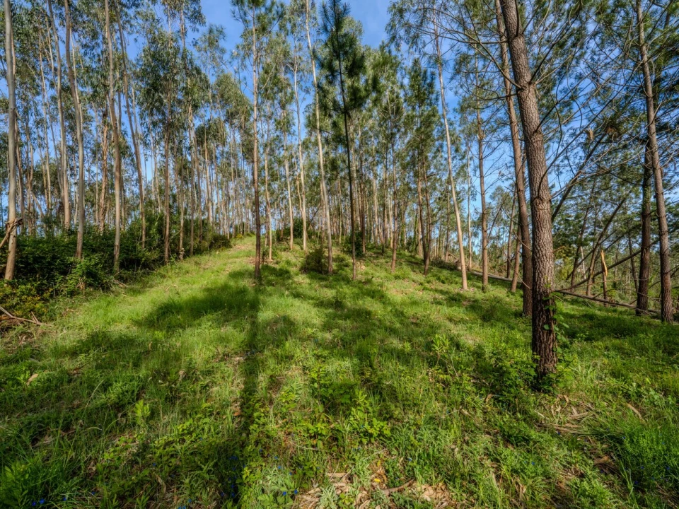 Terreno para Venda em Maceira Foto 8