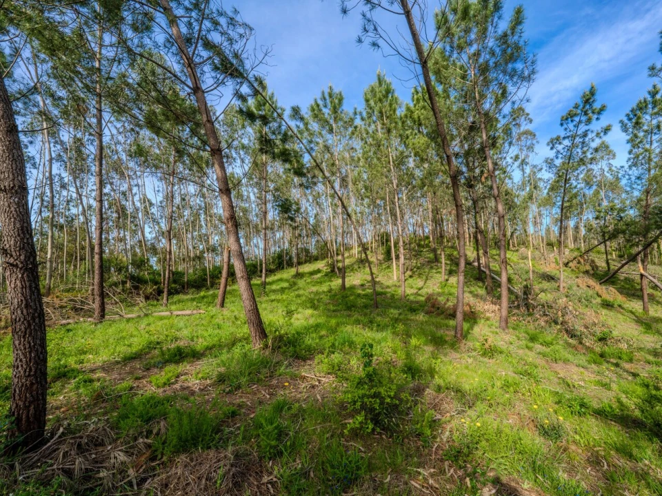 Terreno para Venda em Maceira Foto 9