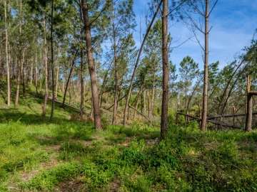 Terreno para Venda em Maceira