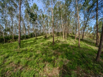 Terreno para Venda em Maceira