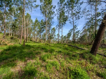Terreno para Venda em Maceira