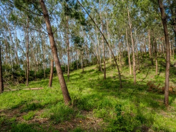 Terreno para Venda em Maceira