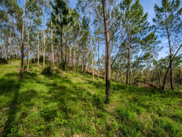Terreno para Venda em Maceira