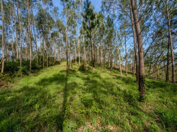 Terreno para Venda em Maceira