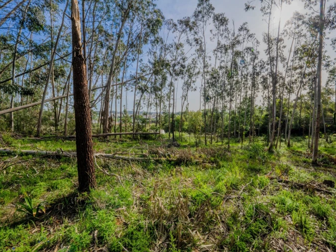 Terreno para Venda em Maceira Foto 2