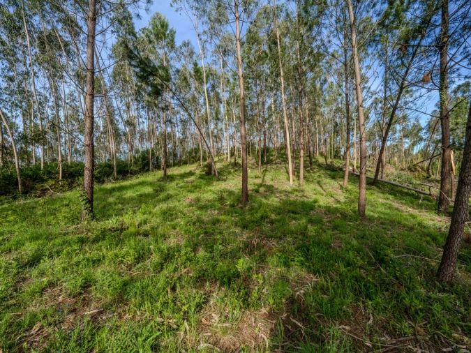 Terreno para Venda em Maceira Foto 3