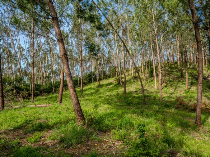 Terreno para Venda em Maceira Foto 6