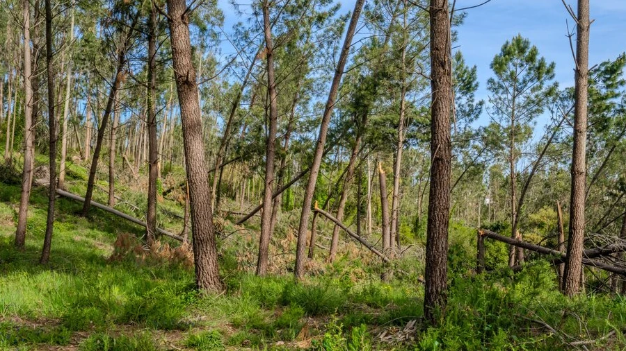 Terreno para Venda em Maceira