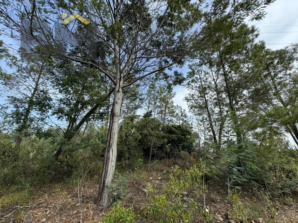 Terreno Agricola ou Rústico para Venda em Castelo Branco Foto 9