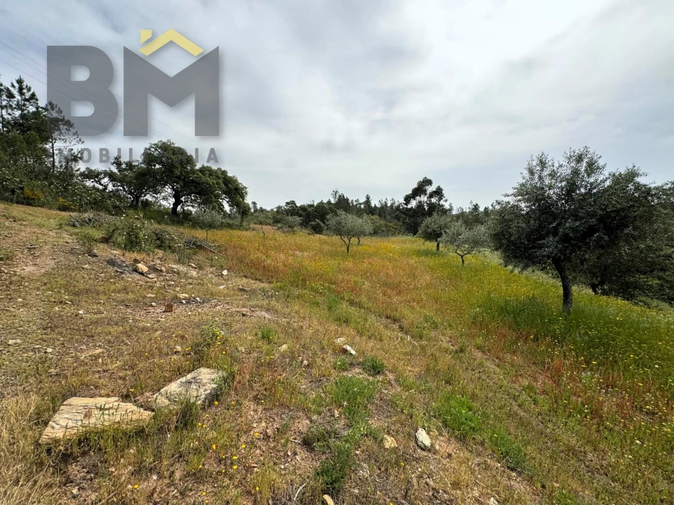 Terreno Agricola ou Rústico para Venda em Castelo Branco Foto 5