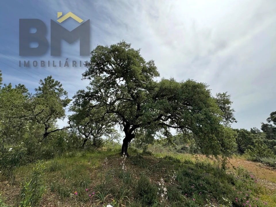 Terreno Agricola ou Rústico para Venda em Castelo Branco Foto 7