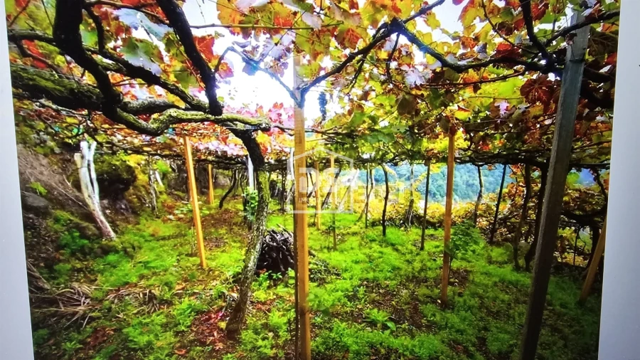 Terreno para Venda em São Vicente Foto 2