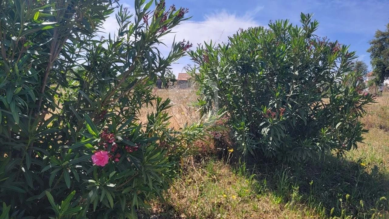 Terreno Agricola ou Rústico para Venda em Santo Andre das Tojeiras Foto 25