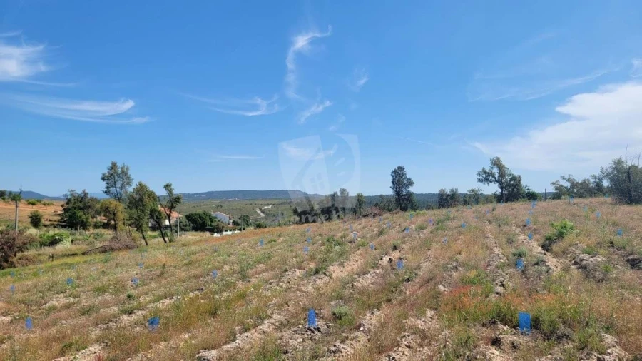 Terreno Agricola ou Rústico para Venda em Santo Andre das Tojeiras Foto 12