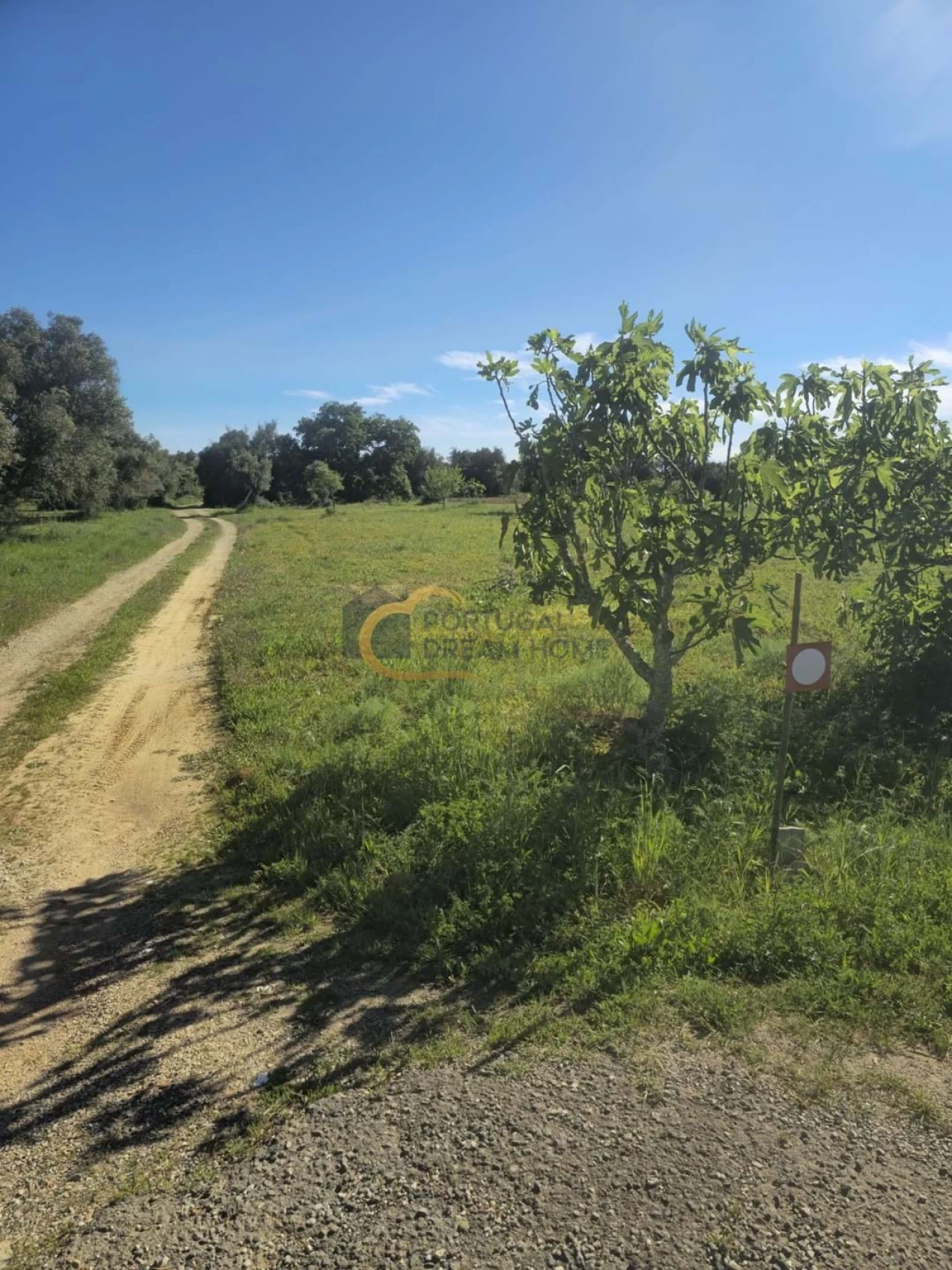 Terreno Agricola ou Rústico para Venda em Silves Foto 10