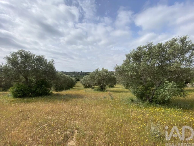 Terreno para Venda em Santa Barbara de Nexe Foto 9