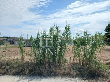 Terreno para Venda em Vagos e Santo António