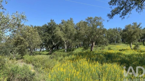 Terreno para Venda em Ponte de Sor, Tramaga e Vale de Açor