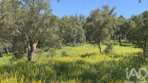 Terreno para Venda em Ponte de Sor, Tramaga e Vale de Açor
