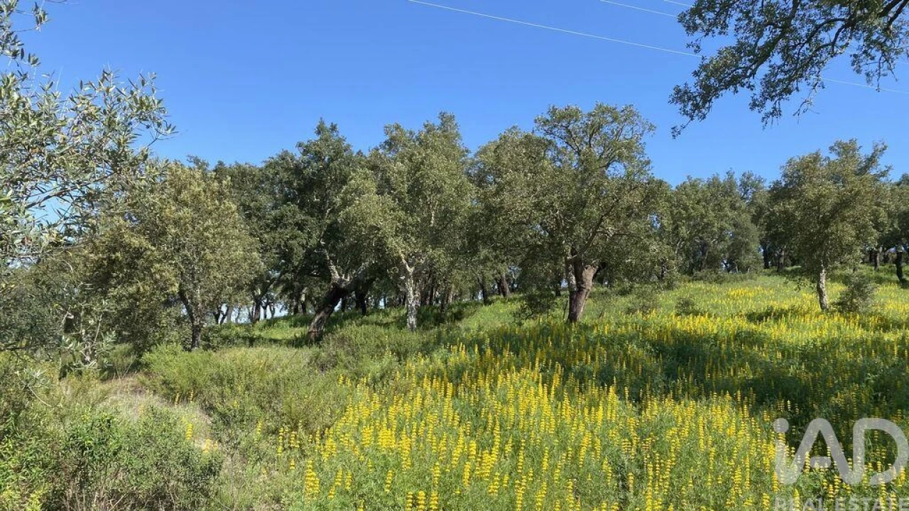 Terreno para Venda em Ponte de Sor, Tramaga e Vale de Açor Foto 6
