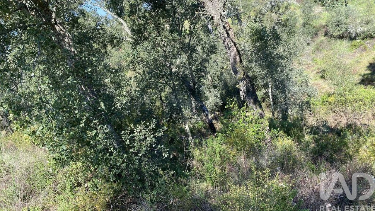 Terreno para Venda em Ponte de Sor, Tramaga e Vale de Açor Foto 1