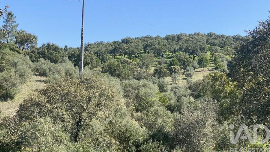 Terreno para Venda em Ponte de Sor, Tramaga e Vale de Açor Foto 3