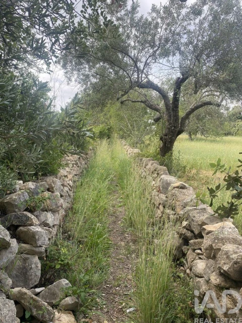 Terreno para Venda em Santa Barbara de Nexe