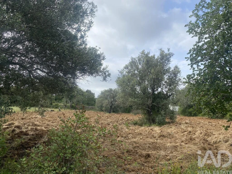 Terreno para Venda em Santa Barbara de Nexe Foto 3