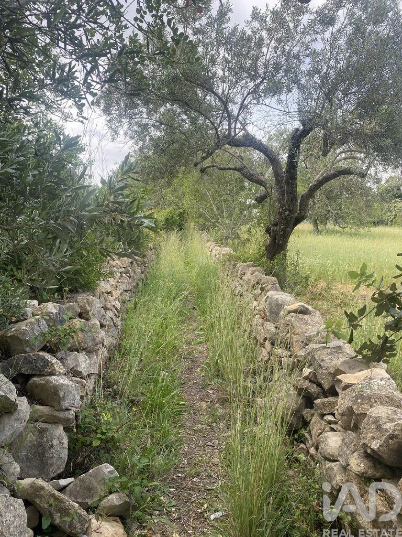 Terreno para Venda em Santa Barbara de Nexe Foto 4
