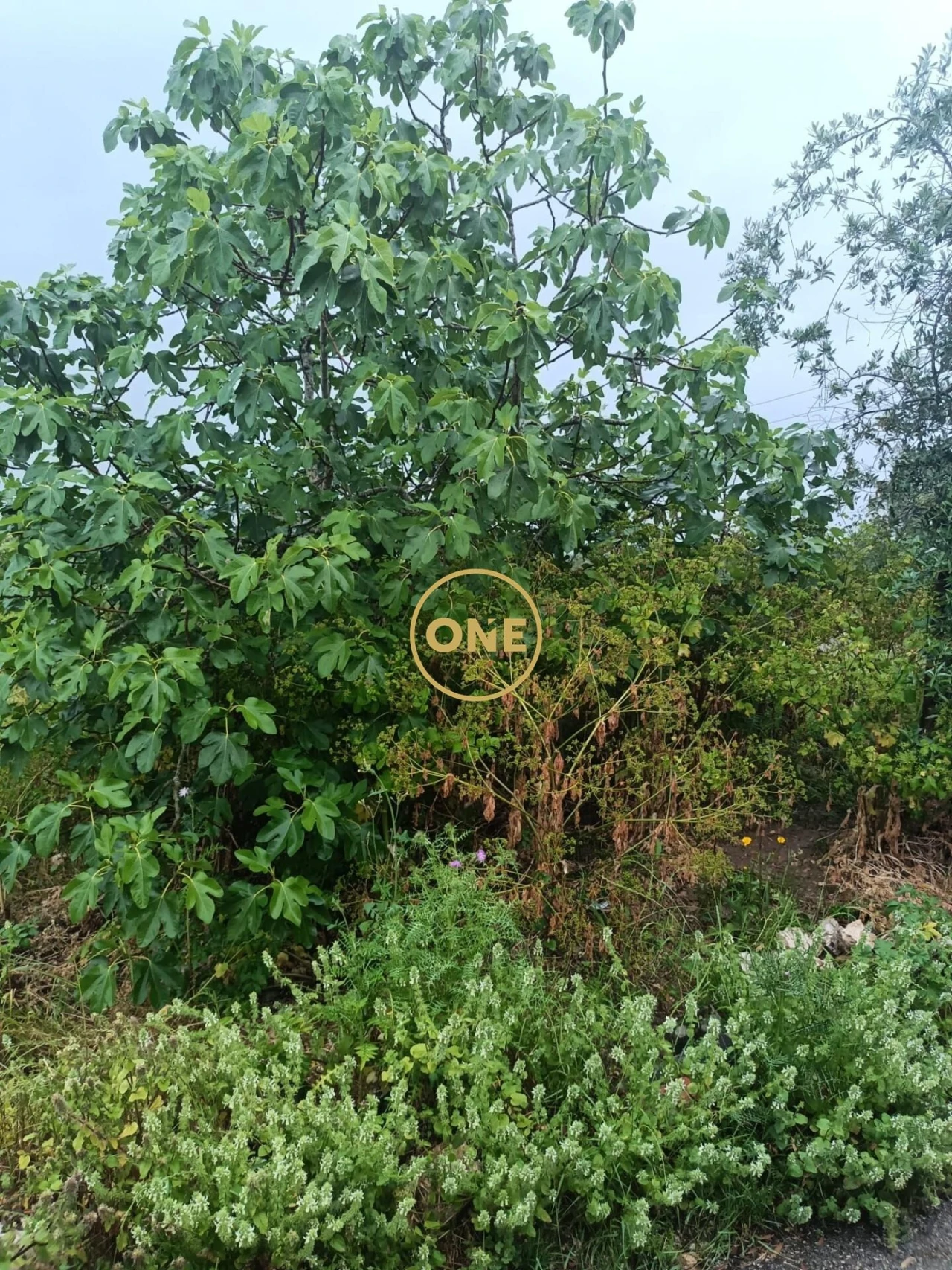 Terreno para Venda em Condeixa-A-Velha e Condeixa-A-Nova Foto 9