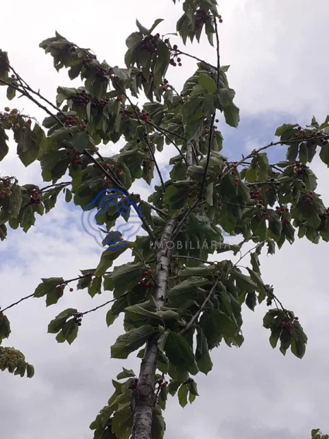 Terreno para Venda em Tuizelo