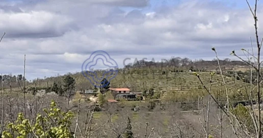 Terreno para Venda em Tuizelo