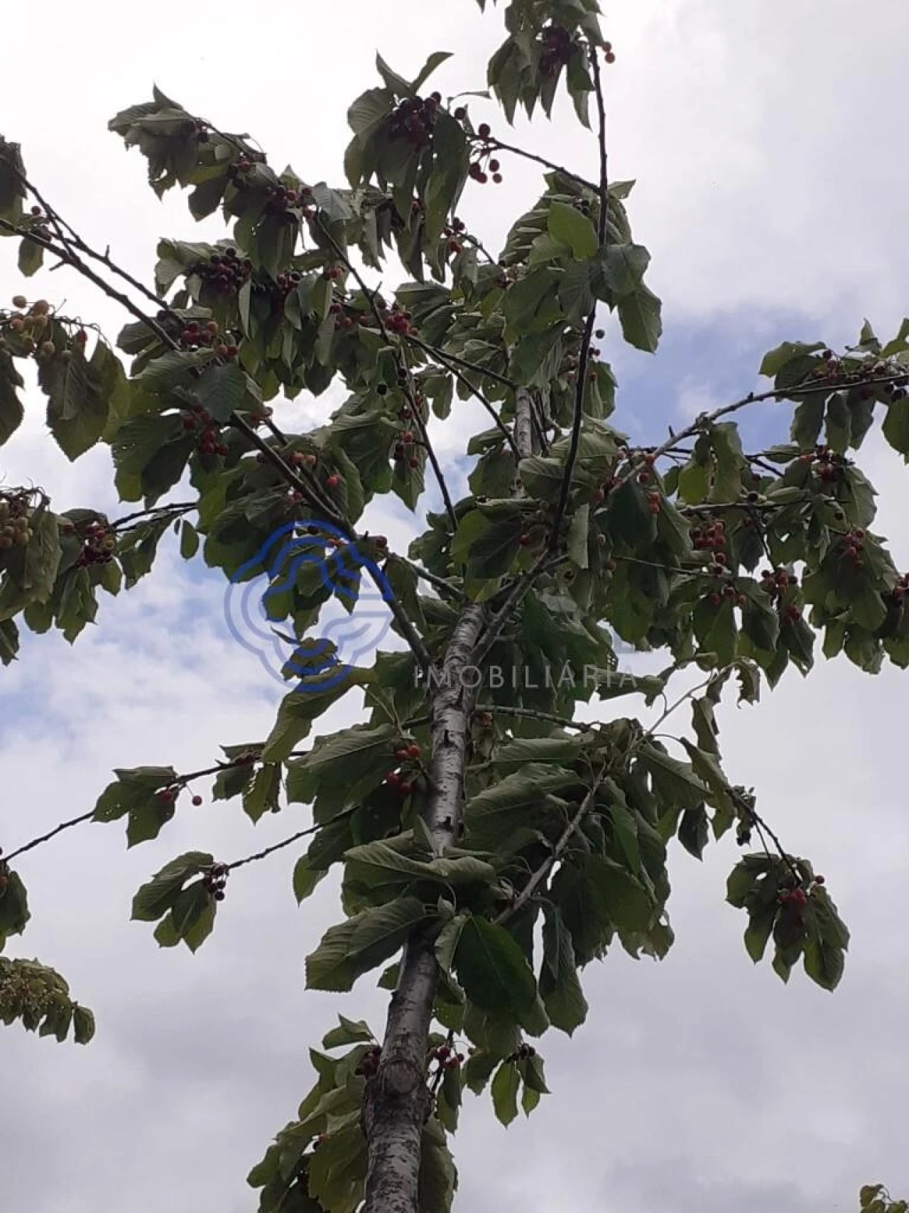 Terreno para Venda em Tuizelo Foto 3