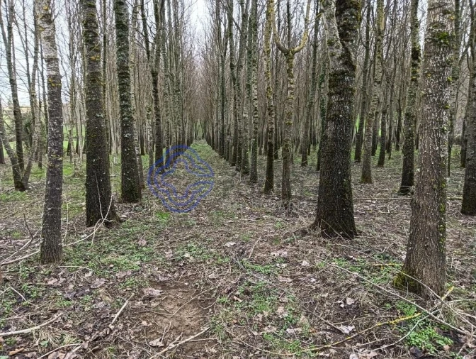 Terreno para Venda em Tuizelo Foto 10