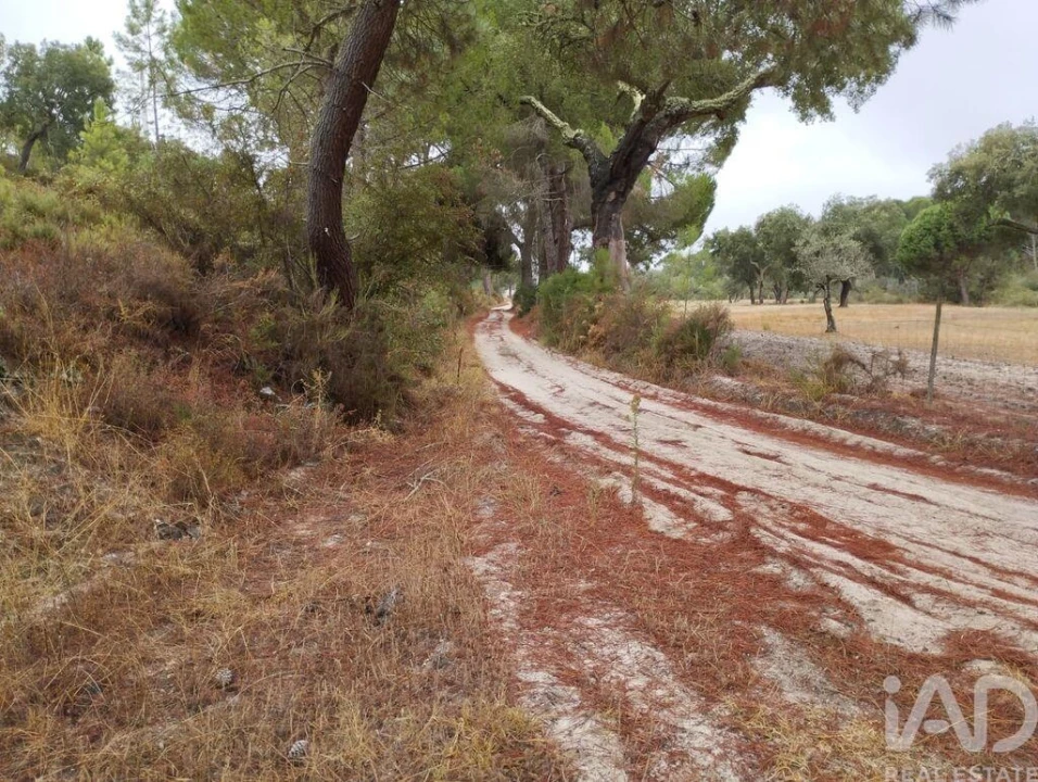 Terreno para Venda em Galveias Foto 4