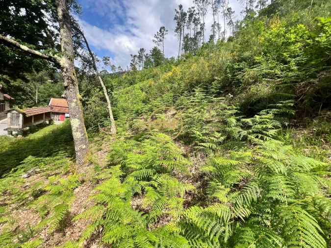 Terreno para Venda em Valdosende Foto 9