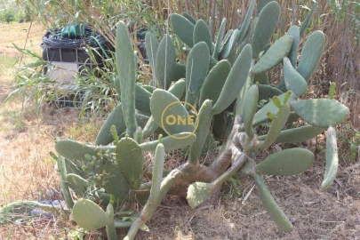 Terreno para Venda em Mafra