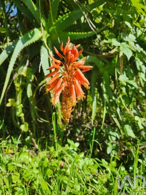 Terreno para Venda em São Pedro de Tomar