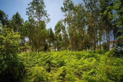 Terreno para Venda em Leiria, Pousos, Barreira e Cortes