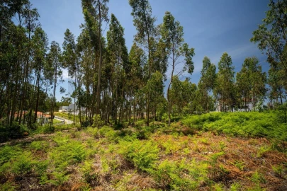 Terreno para Venda em Leiria, Pousos, Barreira e Cortes
