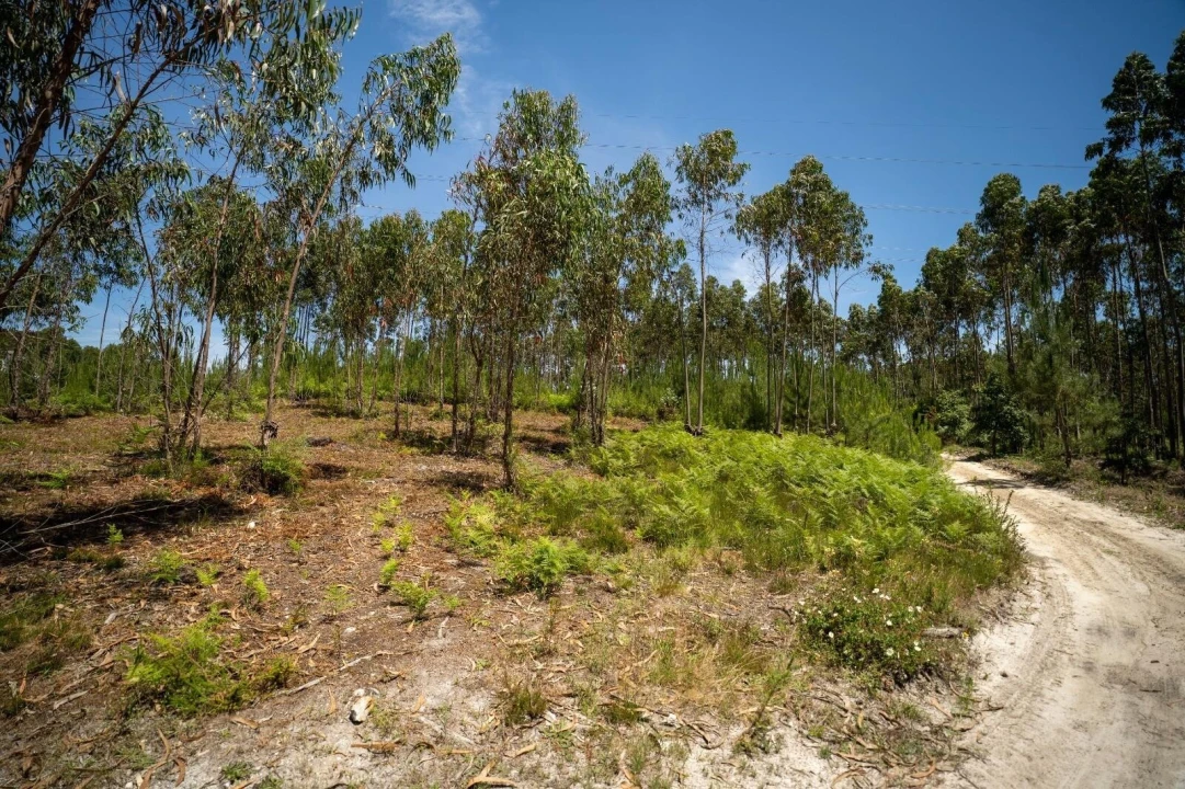 Terreno para Venda em Leiria, Pousos, Barreira e Cortes Foto 3