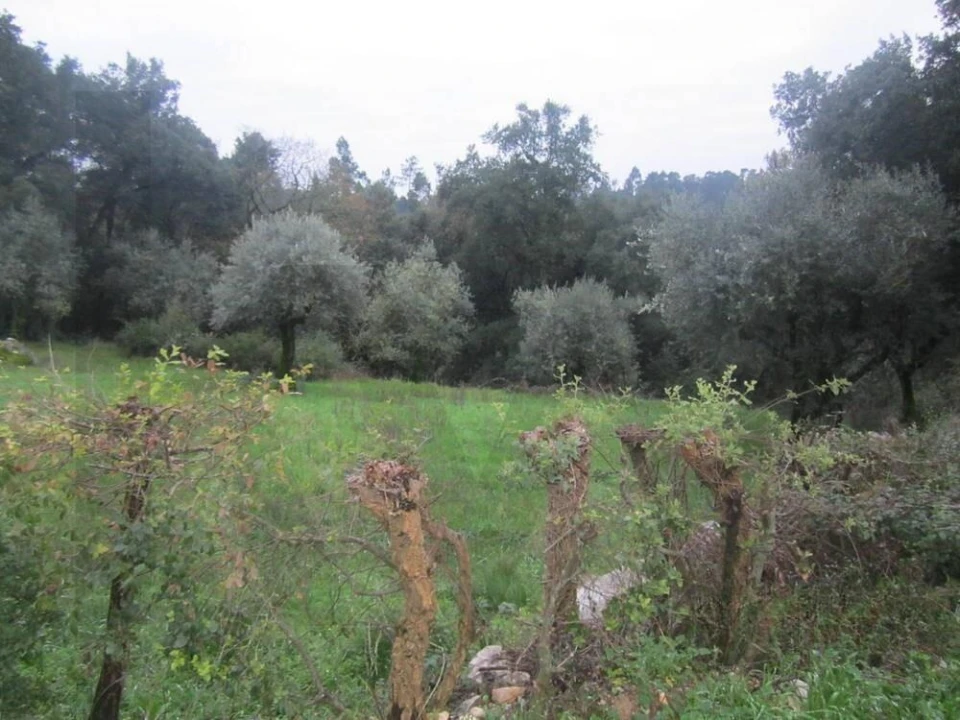 Terreno para Venda em Santiago da Guarda Foto 4