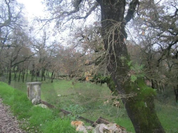 Terreno para Venda em Santiago da Guarda