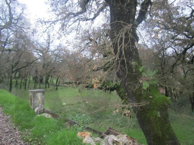 Terreno para Venda em Santiago da Guarda Foto 4