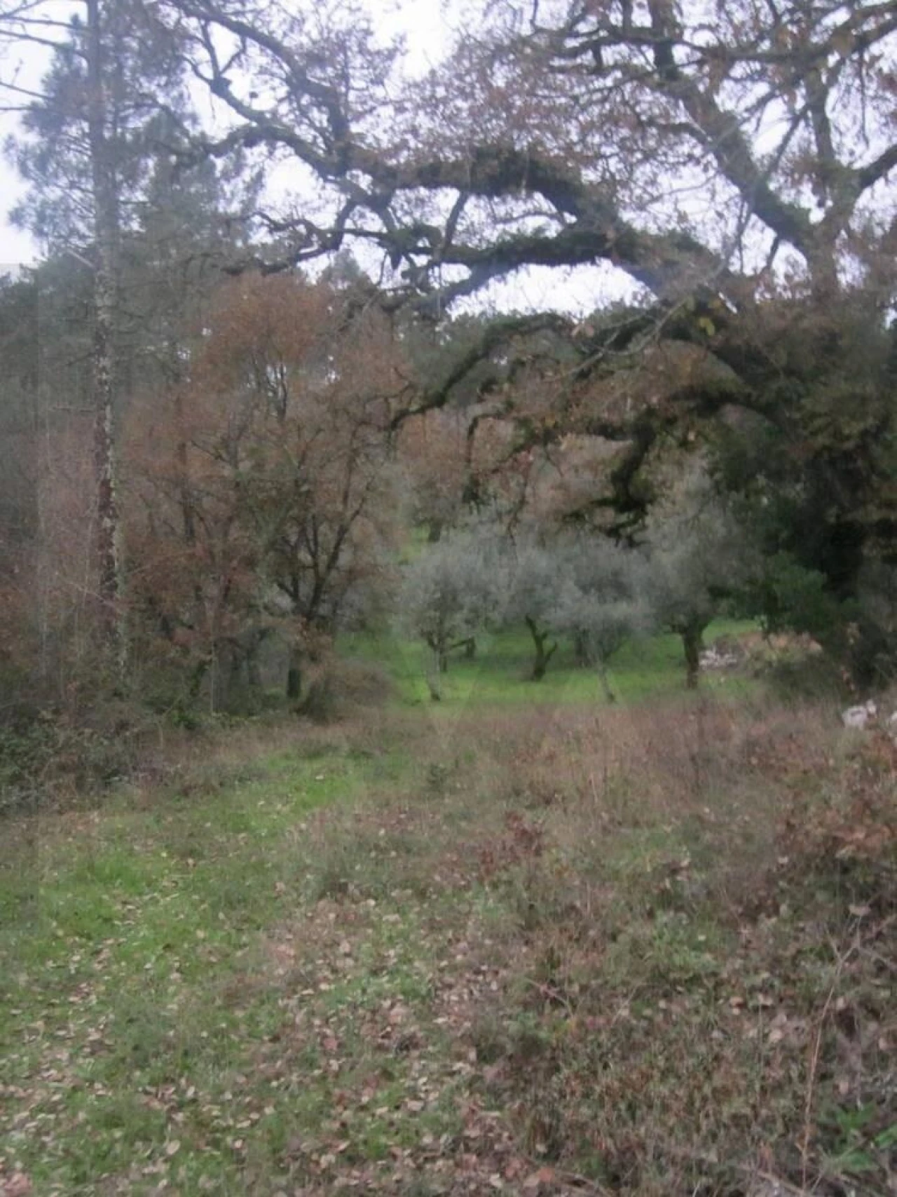Terreno para Venda em Santiago da Guarda Foto 2